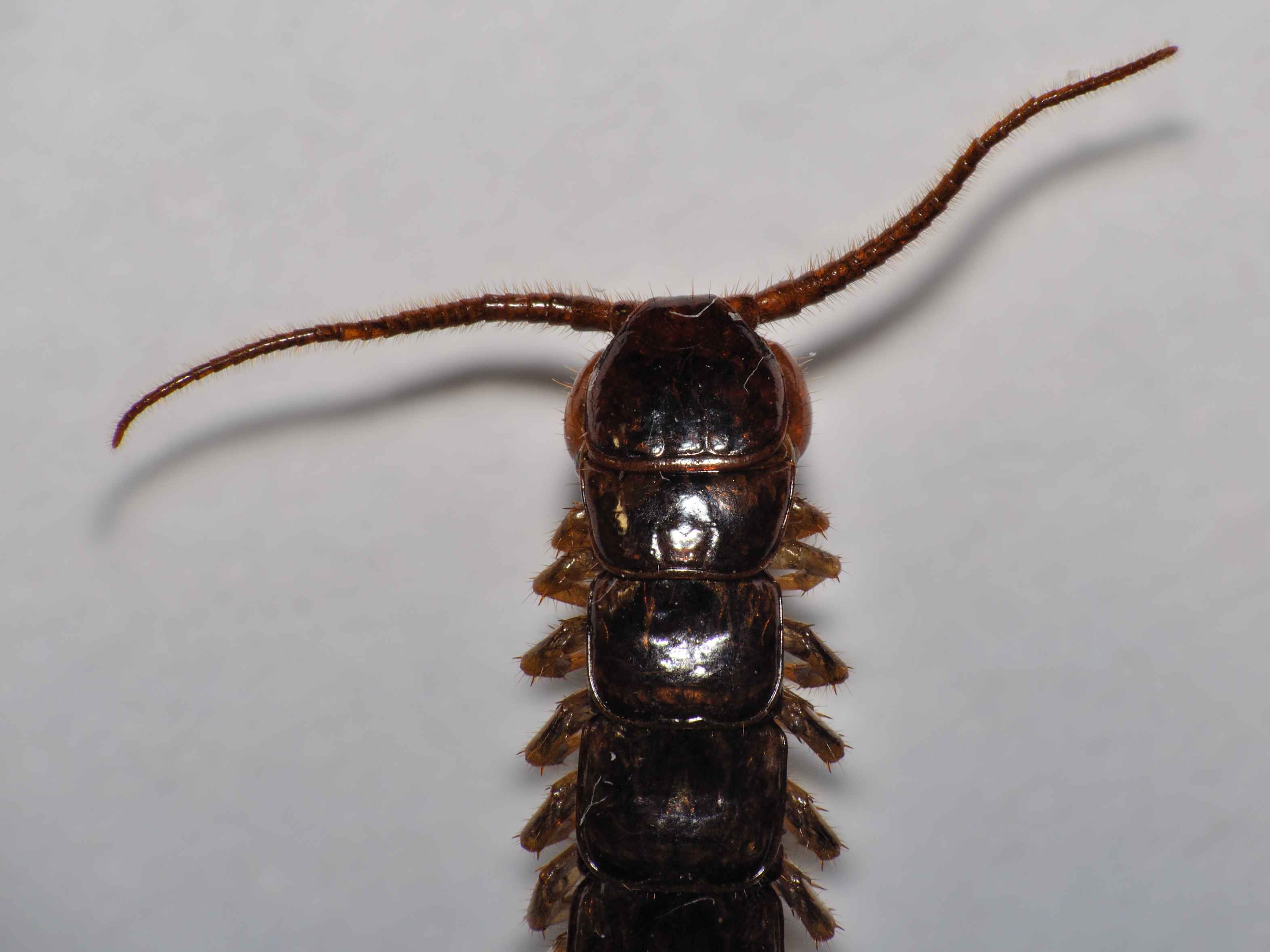 Lithobius castaneus